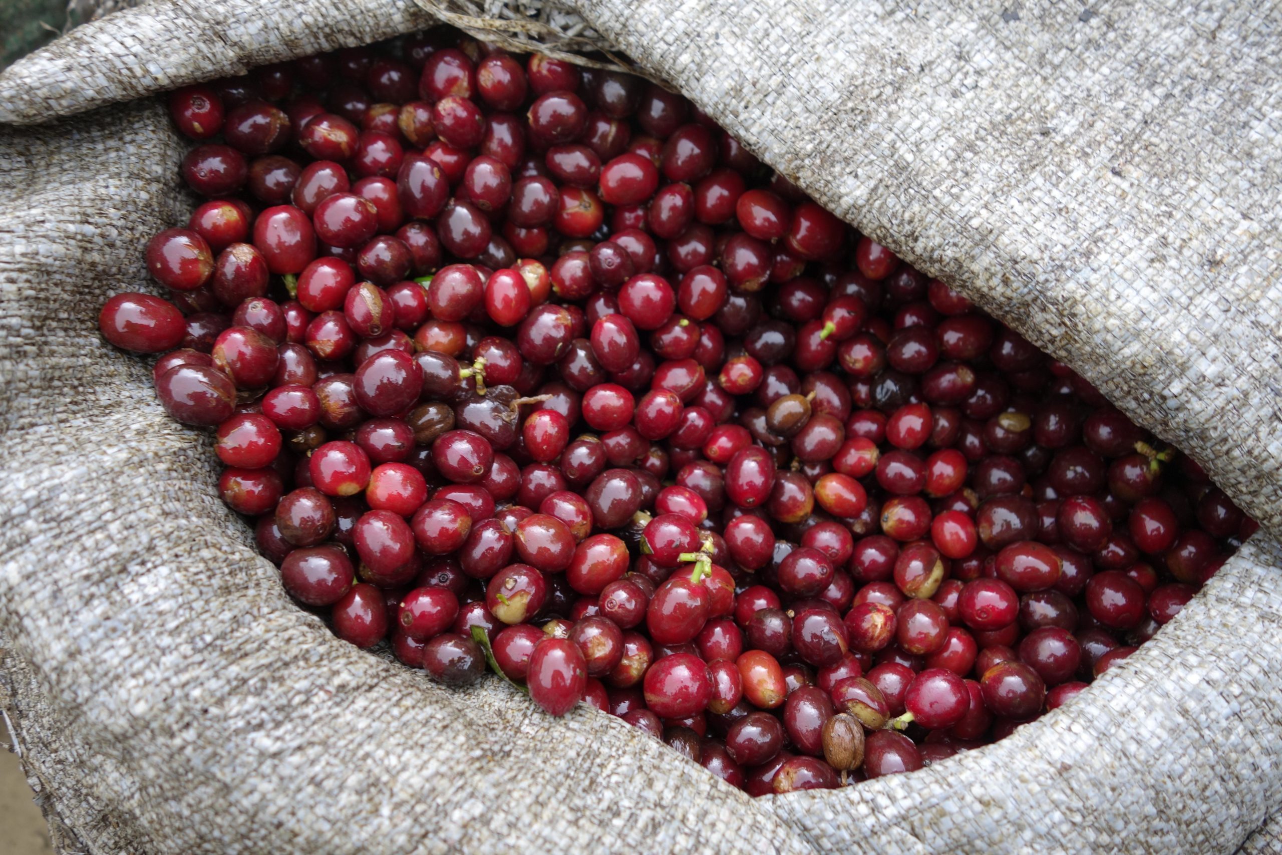 Kaffee-Verarbeitung