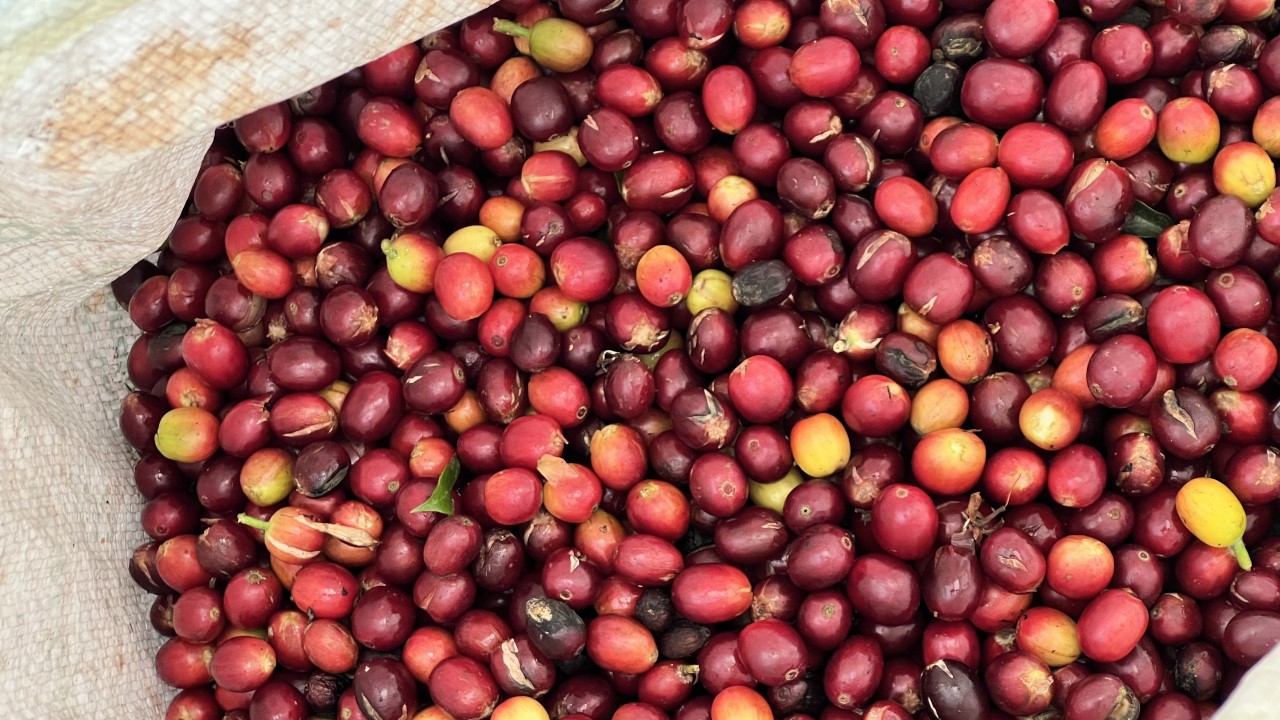 coffee prices
