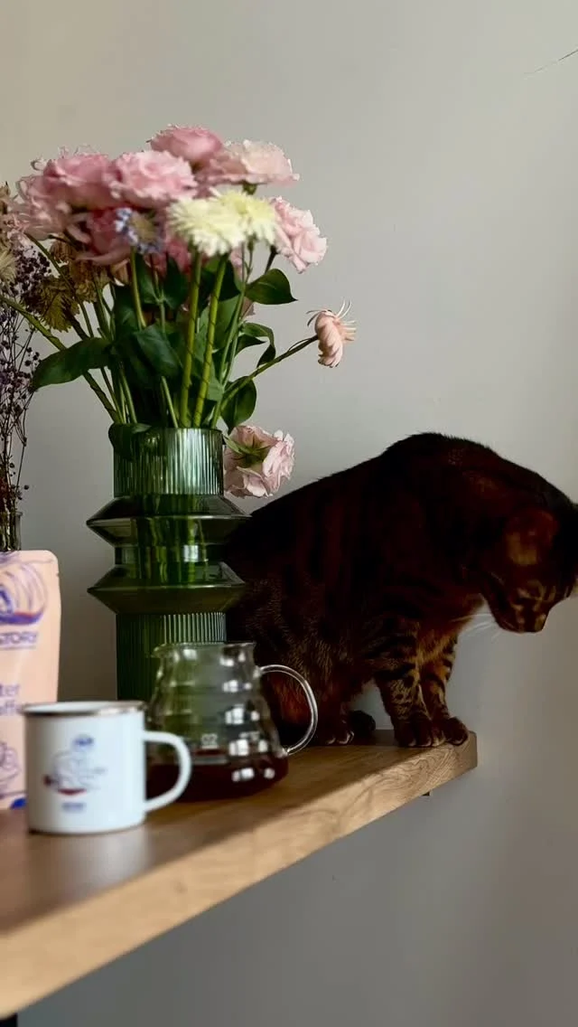 SUNDAY FUNDAY z Brazylką, która totalnie jak Brazylka nie smakuje. W filiżance leśne owoce z nutką czekolady � Kawa. Poranna kawa. Dobra kawa. Niedziela. Palarnia kawy. Kawa przelewowa. Czarna kawa. Kot. Kawa z kotem. Home seeet home.